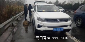 驾校女教练撞上猪八戒