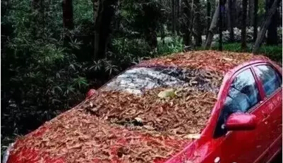 把车停在树下